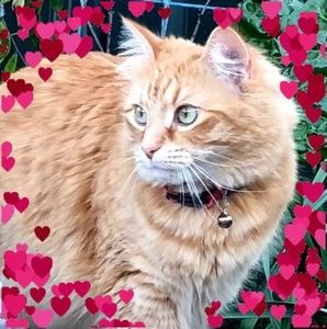 Meet your Posher, Suman